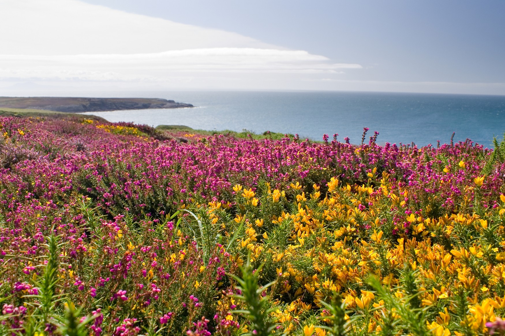 Heathland with gorse on the coast of Wales