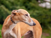 A tan greyhound standing outdoors, looking to the side with a calm expression against a blurred green background.