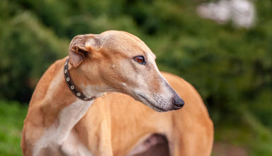 A tan greyhound standing outdoors, looking to the side with a calm expression against a blurred green background.