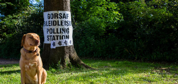 A dog sitting in front of a tree. The tree has a ‘Gorsaf Bleidleisio / Polling Station’ sign on it.