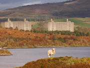 A landscape photograph of Trawsfynydd nuclear power station, with a lake and a sheep in the foreground.