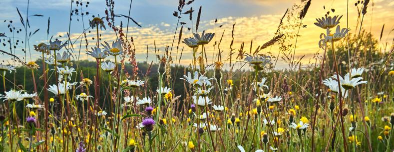 Photograph of a species-rich grassland