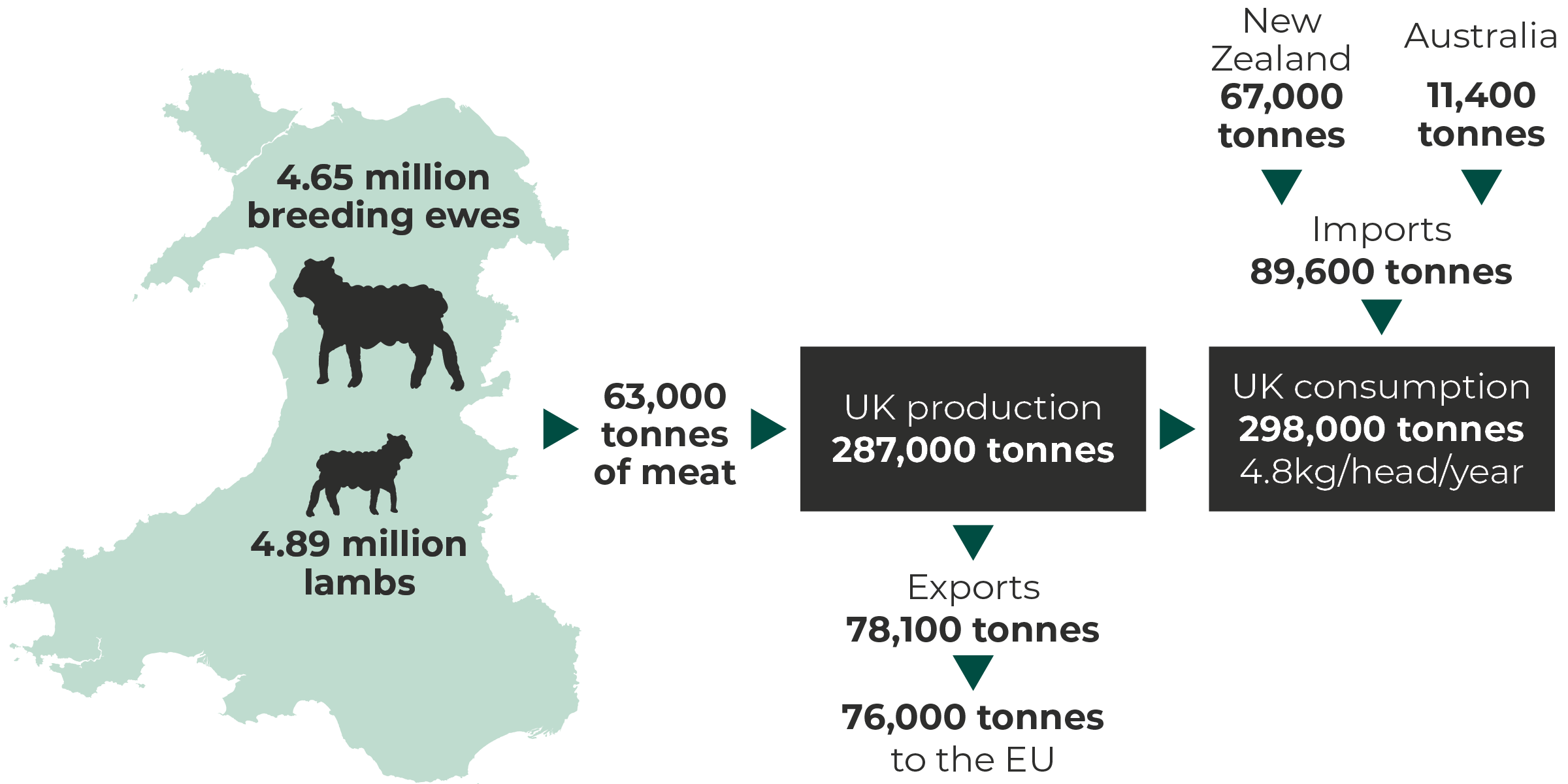 Trade flow for lamb from Welsh farms- Livestock in Wales: 4.65m breeding ewes, 4.89m lambs. Production: 63,000 tonnes of meat in Wales, 287,000 tonnes in the UK. UK consumption: 298,000 tonnes (4.8kg/head/year). UK exports: 78,100 tonnes in total, 76,000 tones to the EU. UK imports: 89,600 tonnes from New Zealand and Australia (67,000 tonnes and 11,400 tonnes respectively).