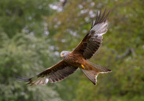 Banner image: A photograph of a red kite in flight against a background of trees.
