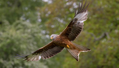 Banner image: A photograph of a red kite in flight against a background of trees.