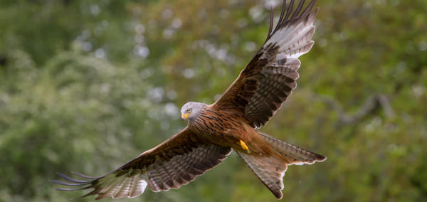 Banner image: A photograph of a red kite in flight against a background of trees.