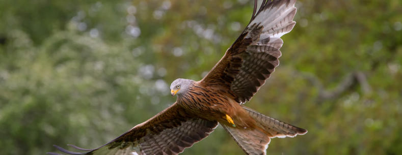 Banner image: A photograph of a red kite in flight against a background of trees.
