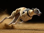 Photograph of a racing greyhound on sand track