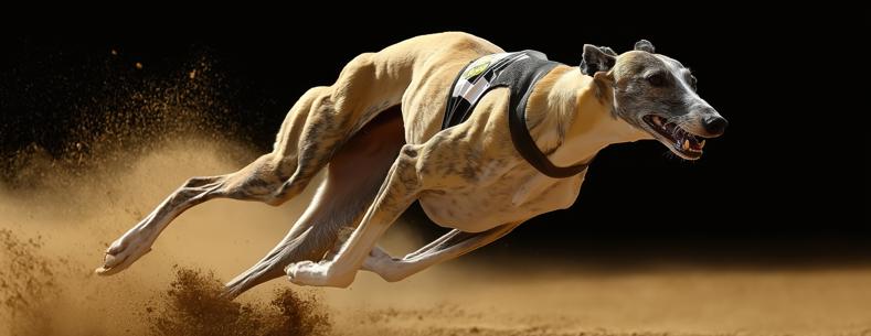 Photograph of a racing greyhound on sand track