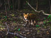 A fox standing in a woodland looking towards the camera with the sun shining on its face. There are green leaves emerging from the ground around the fox.