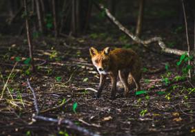 A fox standing in a woodland looking towards the camera with the sun shining on its face. There are green leaves emerging from the ground around the fox.