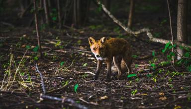 A fox standing in a woodland looking towards the camera with the sun shining on its face. There are green leaves emerging from the ground around the fox.