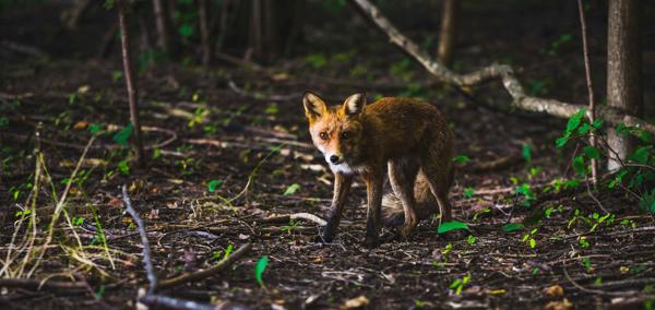 A fox standing in a woodland looking towards the camera with the sun shining on its face. There are green leaves emerging from the ground around the fox.
