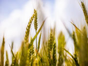 Photo of cereals growing with blue sky background