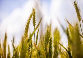 Photo of cereals growing with blue sky background