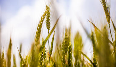 Photo of cereals growing with blue sky background