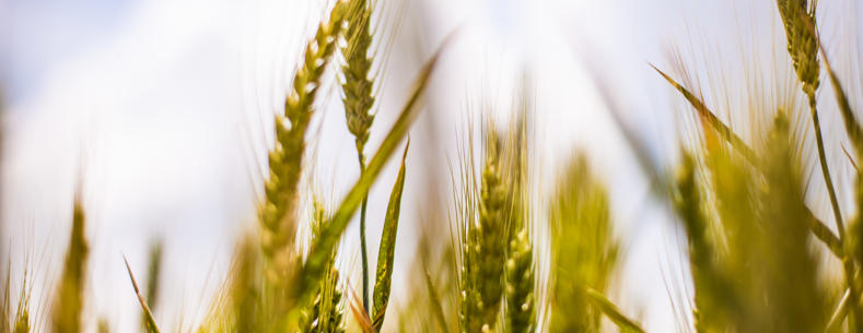 Photo of cereals growing with blue sky background
