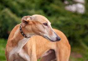 Image of a greyhound dog in motion racing on a track.