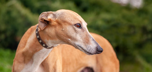 Image of a greyhound dog in motion racing on a track.