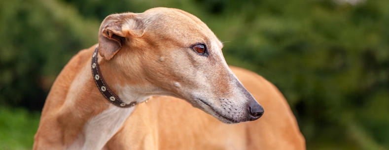 Image of a greyhound dog in motion racing on a track.