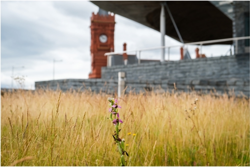 Senedd Wildflower Strip