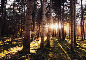 Sunlight streaming through tall pine trees in a dense forest, casting long shadows across a forest floor.