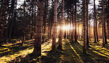 Sunlight streaming through tall pine trees in a dense forest, casting long shadows across a forest floor.