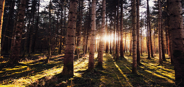 Sunlight streaming through tall pine trees in a dense forest, casting long shadows across a forest floor.