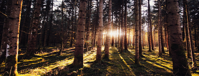 Sunlight streaming through tall pine trees in a dense forest, casting long shadows across a forest floor.