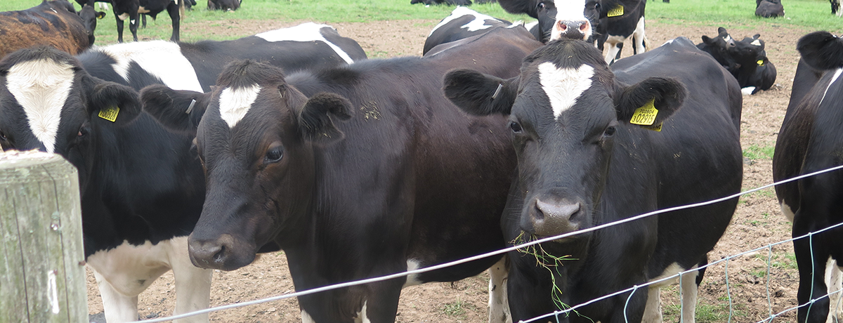 Is The Welsh Government’s Bovine TB Strategy Working?