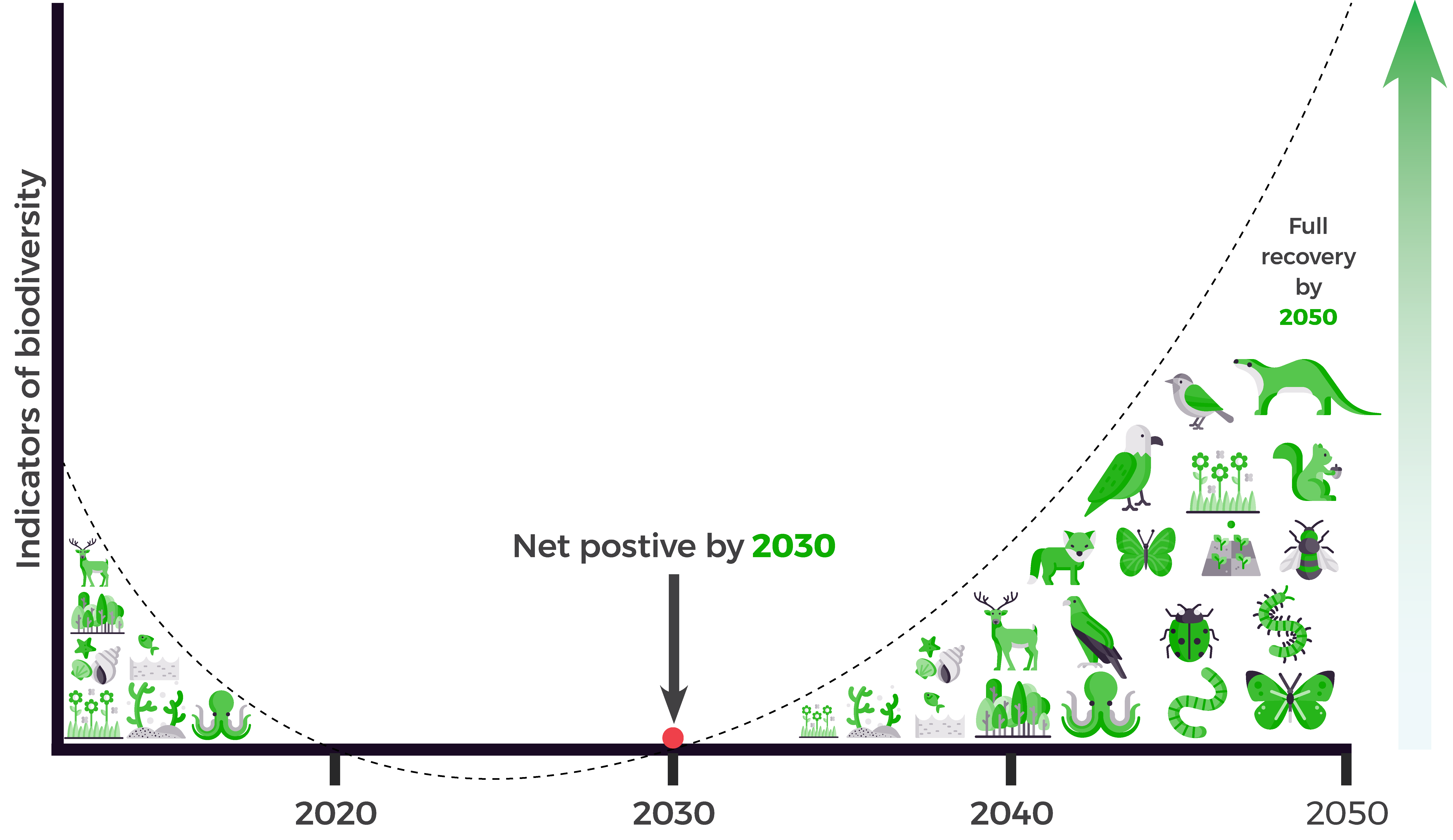 A line graph showing the decline of biodiversity up until the 2020s and an ambition for an increase in biodiversity to net positive at 2030 (relative to 2020) and an increasing trend to 2050. Icons of plants and animals are used to represent biodiversity.