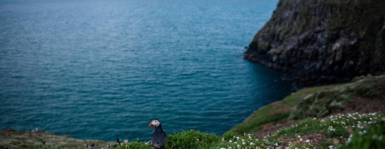 A landscape photograph of a puffin on a cliffside above the sea.