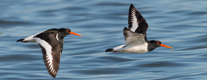 Oystercatchers flying over water