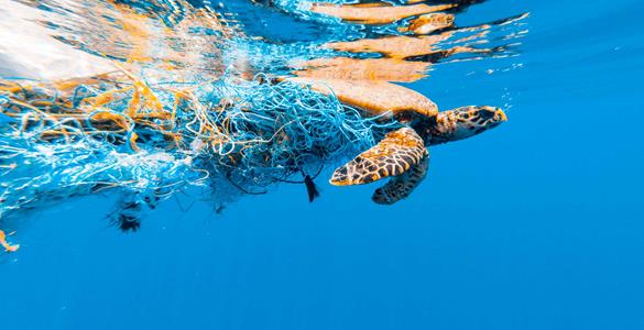 Ghost fishing': the gear that keeps on fishing