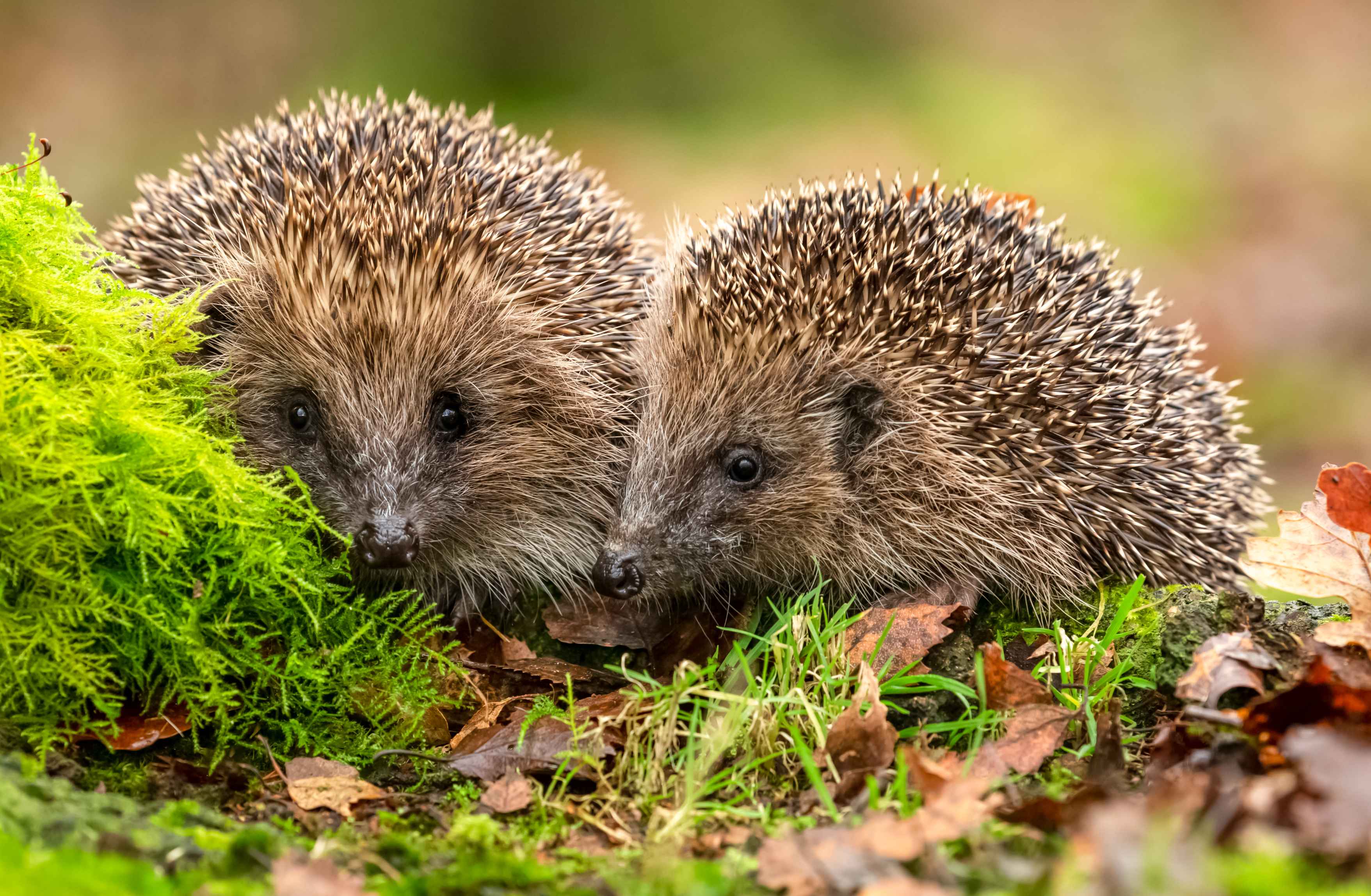 two hedgehogs in natural rural environment