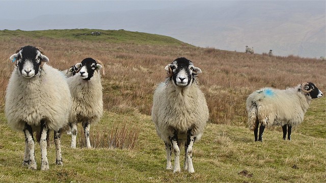 How have farm changed in Wales in the last ten years?