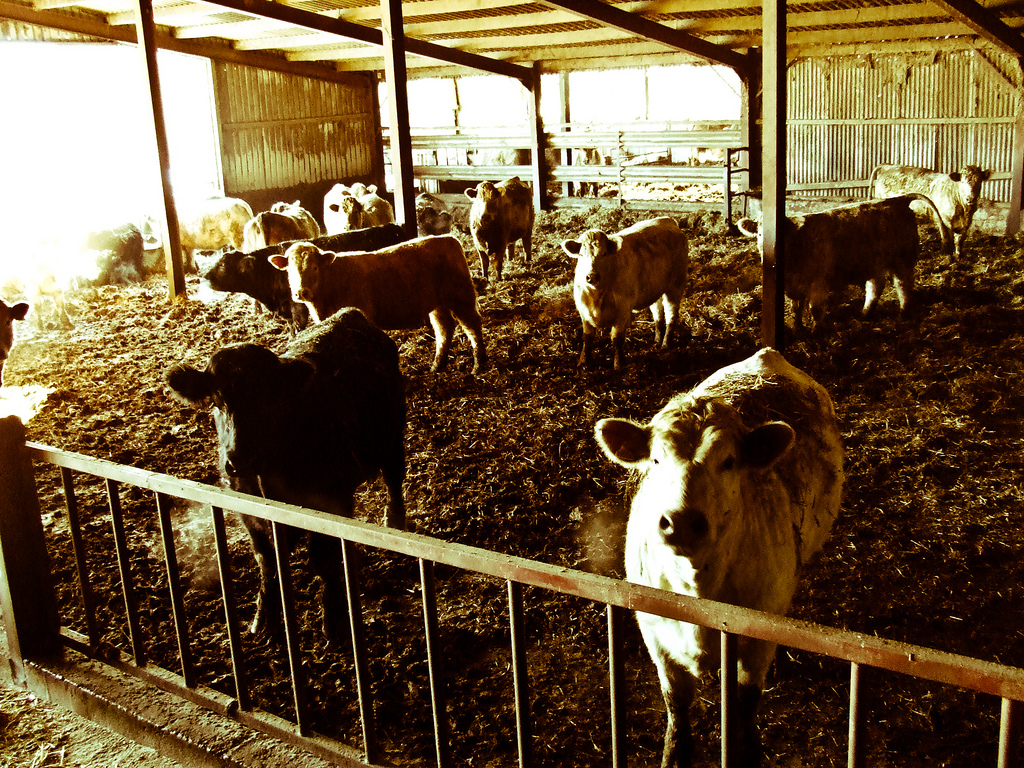 Image of cows on a farm