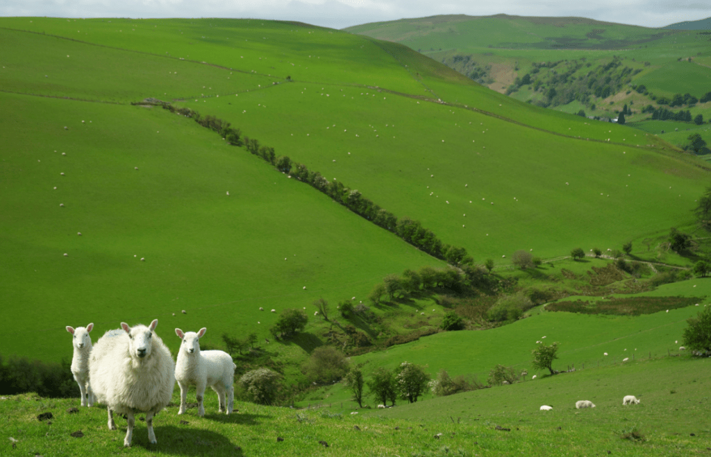 Photo of upland Welsh farming with sheep in the foreground